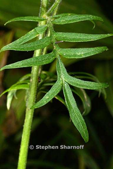 polemonium occidentale 2 graphic